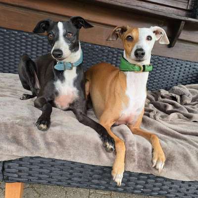 Italienische Windspiele-Beitrag-Bild