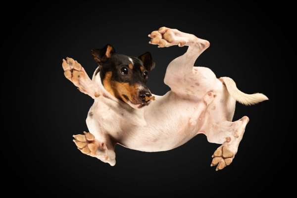 Ratonero Bodeguero Andaluz-Beitrag-Bild