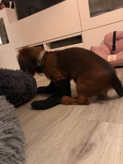 Lustige Bilder-Beitrag-Bild