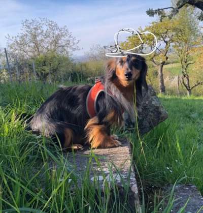 Lustige Bilder-Beitrag-Bild