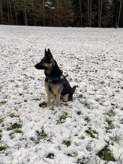 Schäferhund-Fans?-Beitrag-Bild