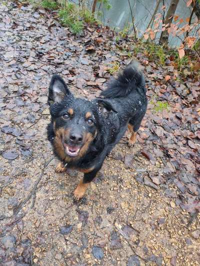 Hundetreffen-Spaziergang 🍀-Bild