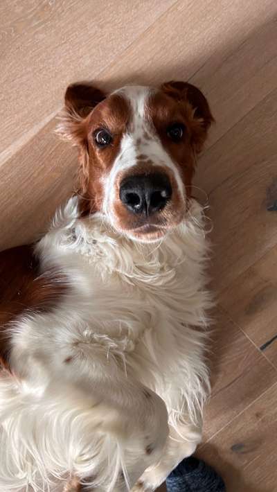 Springer Spaniel-Beitrag-Bild