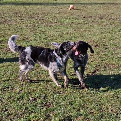 Hundetreffen-Gemeinsame Spaziergänge-Bild