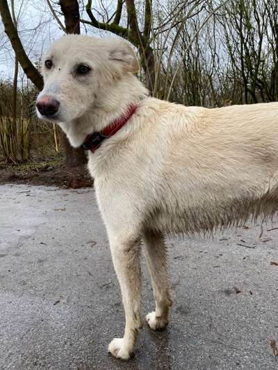 Dogorama-Monats-Challenge-Mai "Wasser"-Beitrag-Bild