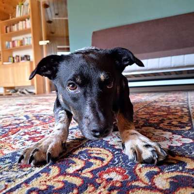 Hundetreffen-Mogli sucht Freunde-Bild