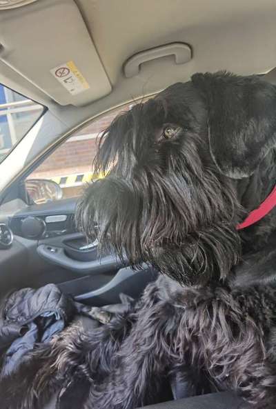 Wo sind die Riesenschnauzer?-Beitrag-Bild