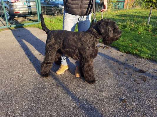 Wo sind die Riesenschnauzer?-Beitrag-Bild