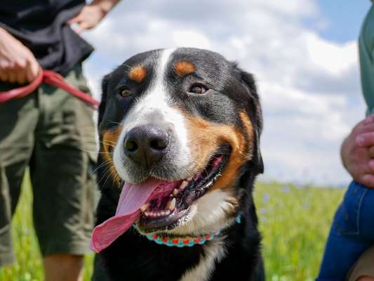 Hundetreffen-Social Walks sowie Spielrunden-Bild