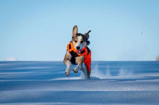 Dogorama Photo Challenge - Hunde in Action-Beitrag-Bild