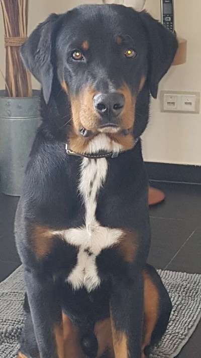 Appenzeller Sennenhunde-Beitrag-Bild