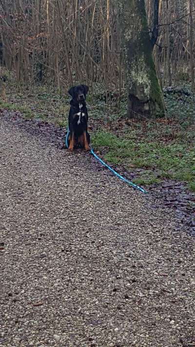 Appenzeller Sennenhunde-Beitrag-Bild