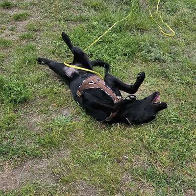 Hundetreffen-Schnupperkurs am Biesdorfsee-Bild