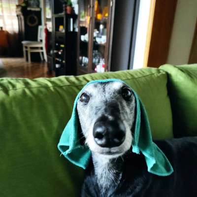 Windhunde - Treffen der besonderen Schönheiten
HERZLICH WILLKOMMEN-Beitrag-Bild