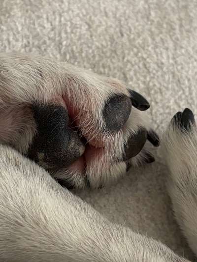 Verletzung an Pfote, Granne unterirdisch ?-Beitrag-Bild