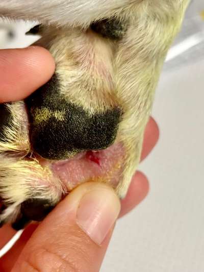 Verletzung an Pfote, Granne unterirdisch ?-Beitrag-Bild