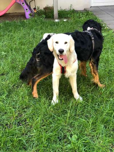 Bester Freund, Hundekumpel - zeigt her!-Beitrag-Bild