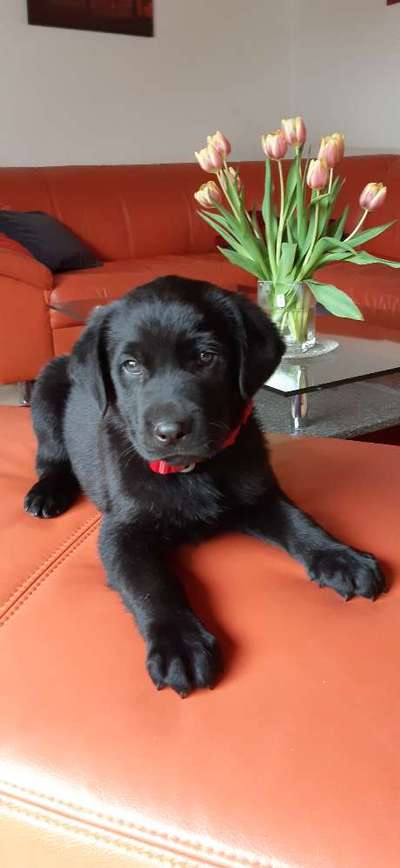 Zeigt her eure Labbis!-Beitrag-Bild