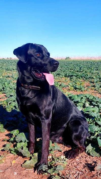 Zeigt her eure Labbis!-Beitrag-Bild