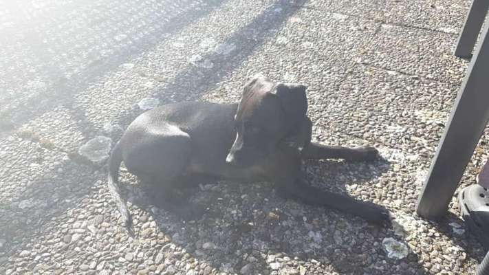 Patterdale Terrier-Beitrag-Bild