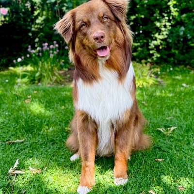 Hundetreffen-Gassi Runden in Bochum Weitmar-Bild