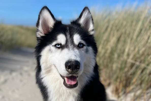 Husky-Beitrag-Bild