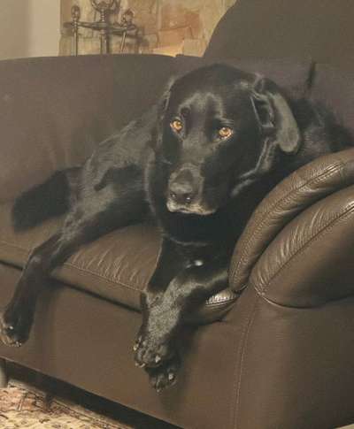 Gehören Hunde ins Restaurant?-Beitrag-Bild