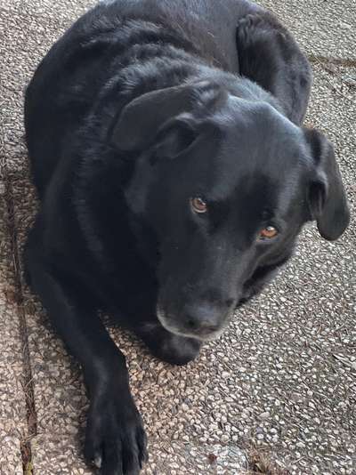 🩸🐾 Blut spenden? Ja. Aber bitte nicht mein Hund.-Beitrag-Bild