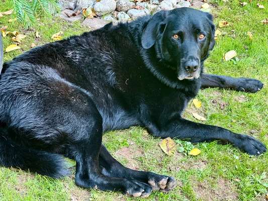 🩸🐾 Blut spenden? Ja. Aber bitte nicht mein Hund.-Beitrag-Bild