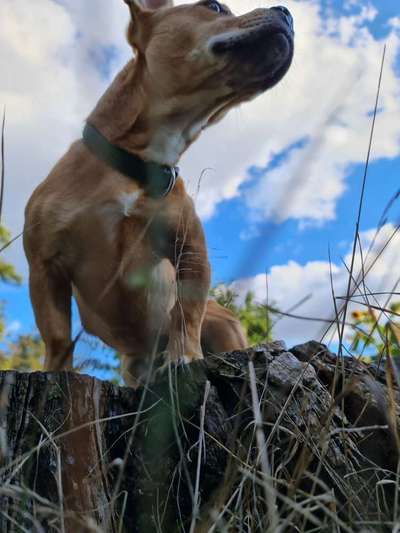 Französische Bulldoggen-Beitrag-Bild