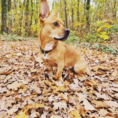 Französische Bulldoggen-Beitrag-Bild