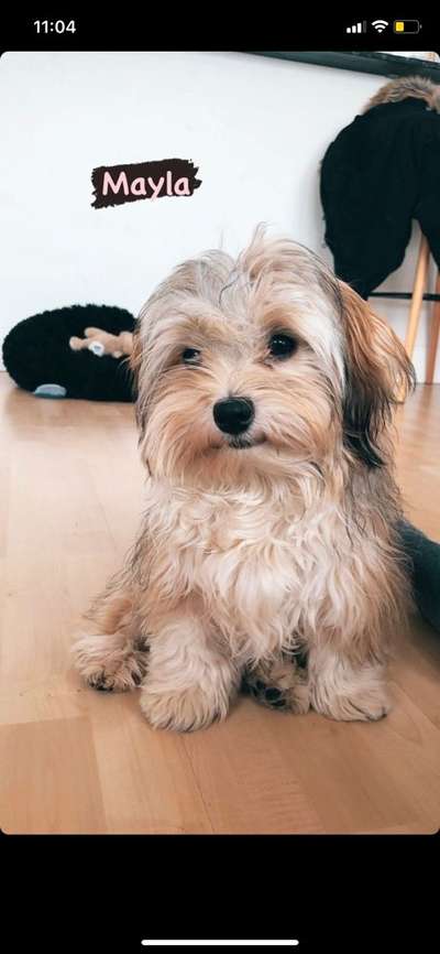 Welpen Bilder !-Beitrag-Bild