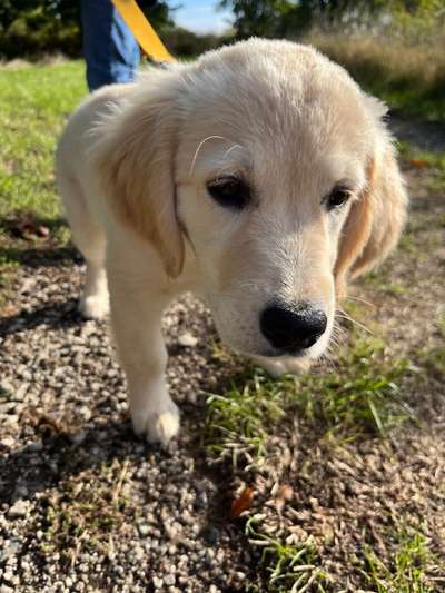 Wo sind die Golden Retriever Liebhaber?-Beitrag-Bild