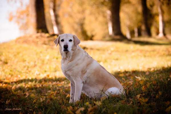 Fotochallenge No. 26                                     Wald und Wiese-Beitrag-Bild