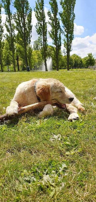 Die Dogorama Monats Challenge "Es grünt und blüht"-Beitrag-Bild