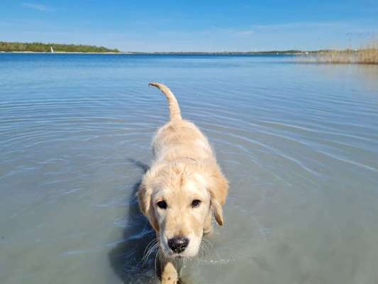 Dogorama-Monats-Challenge-Mai "Wasser"-Beitrag-Bild