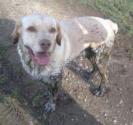 Labradorfans-Beitrag-Bild