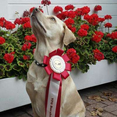 Labradorfans-Beitrag-Bild