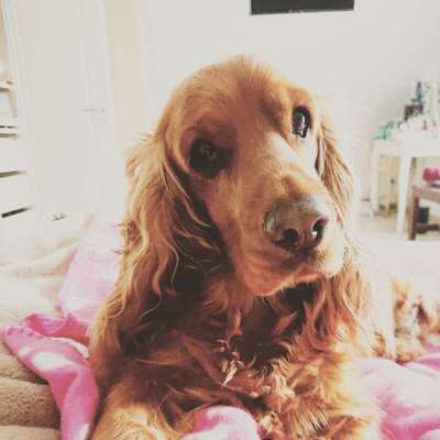 Cocker Spaniel-Beitrag-Bild