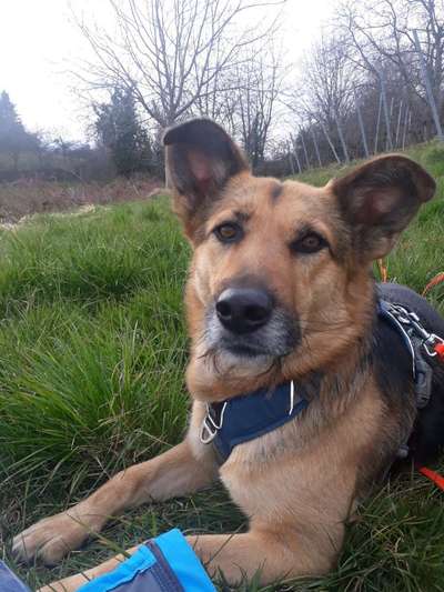 Auslandstierschutz-Beitrag-Bild