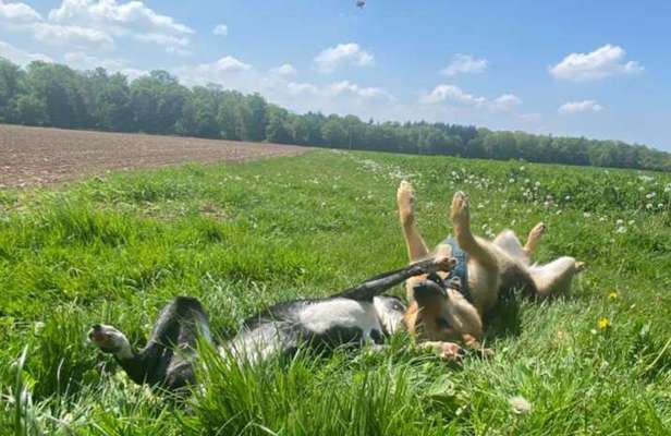 Hundetreffen-Neue Hundekumpels-Bild