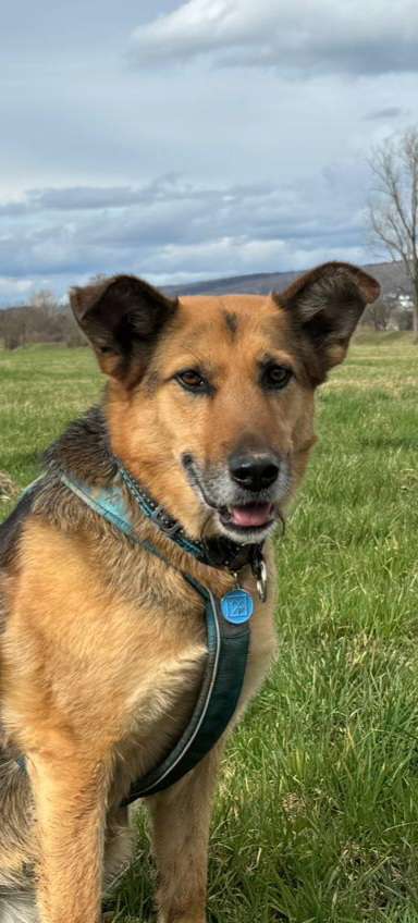 Wie kamst du zu deinem Hund?-Beitrag-Bild