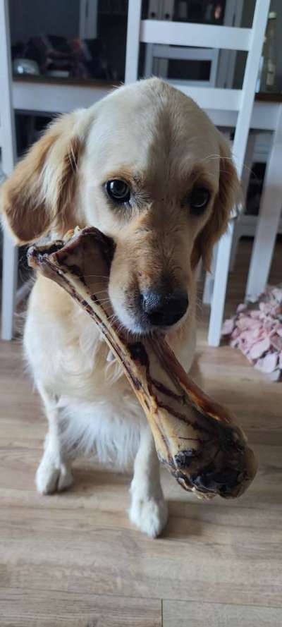 Zeigt mir die tollste Nahaufnahme von eurer Fellnase-Beitrag-Bild