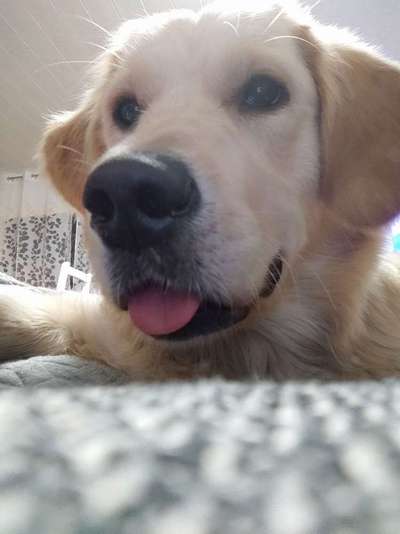 Zeigt mir die tollste Nahaufnahme von eurer Fellnase-Beitrag-Bild