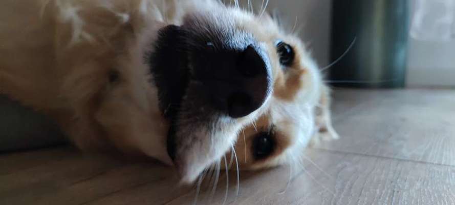 Zeigt mir die tollste Nahaufnahme von eurer Fellnase-Beitrag-Bild