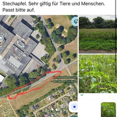 Giftköder-Gemeine Stechapfel (giftig!)-Bild
