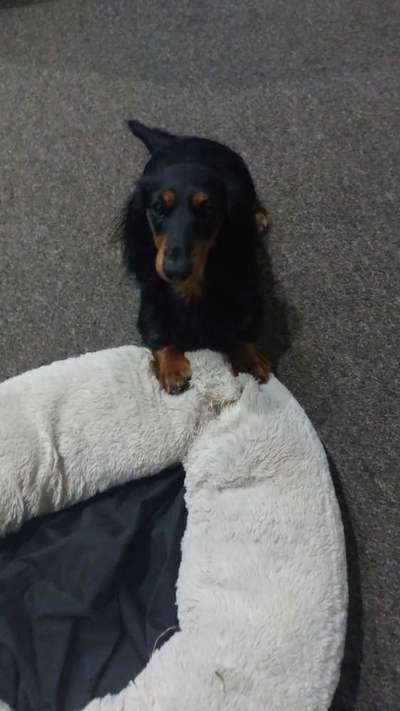 Wie kamst du zu deinem Hund?-Beitrag-Bild