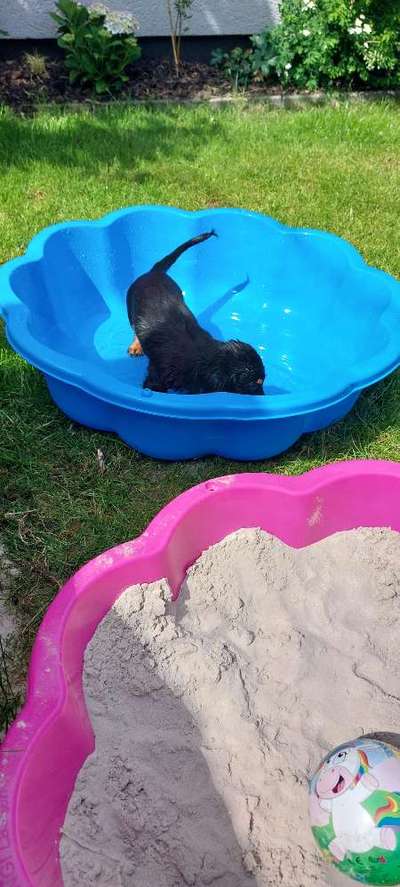 Hund an Wasser gewöhnen-Beitrag-Bild