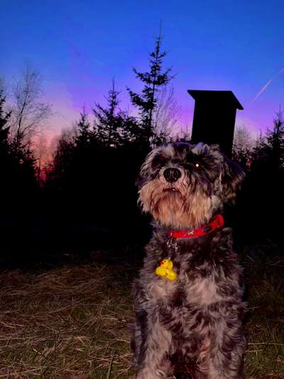 Hundeauslaufgebiet-Iserlohner Stadtteiche-Bild