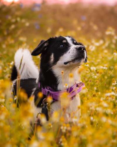Hundetreffen-Fotoshooting (Tierfotografie) 📸-Bild
